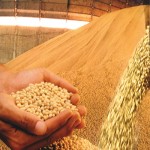 soja grãos exportação china